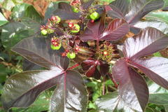 Jatropha gossypiifolia